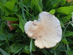 Cyclocybe cylindracea