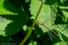 Chalcolestes parvidens