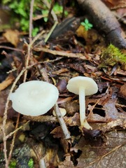 Leucocybe candicans