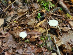 Leucocybe candicans