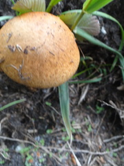 Leccinum albostipitatum