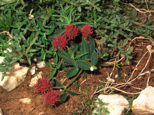 Jagodasta mlječika (Euphorbia fragifera)