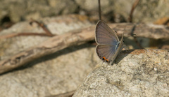 Euchrysops