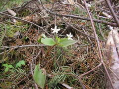 Claytonia sibirica