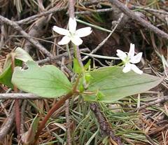 Claytonia sibirica