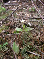 Claytonia sibirica
