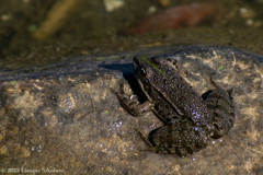 Pelophylax kurtmuelleri