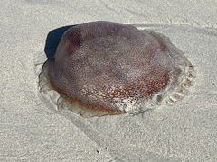 Scyphozoa