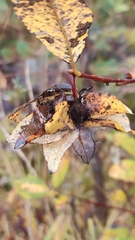 Rabdophaga rosaria