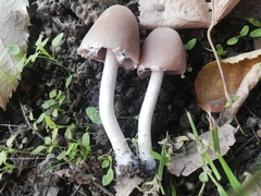 Psathyrella