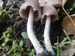 Psathyrella