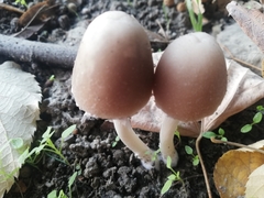Psathyrella