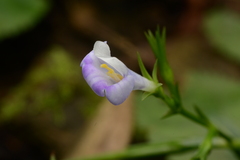 Bonnaya ruelloides