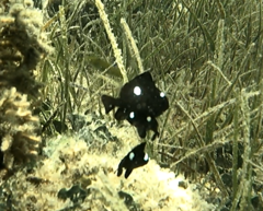 Dascyllus trimaculatus