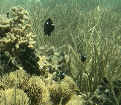 Dascyllus trimaculatus