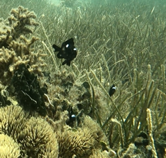 Dascyllus trimaculatus