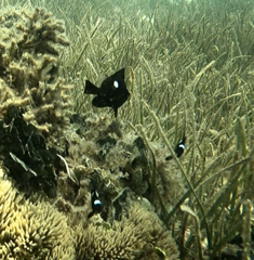 Dascyllus trimaculatus