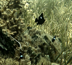 Dascyllus trimaculatus