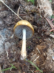 Protostropharia semiglobata