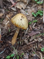Protostropharia semiglobata