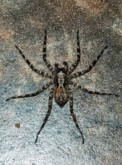 Selenopidae