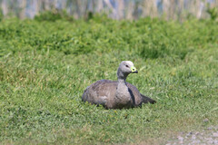 Cereopsis novaehollandiae