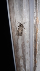 Agrotis gladiaria