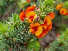 Pultenaea humilis