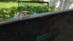 Phidippus arizonensis