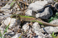 Podarcis ionicus