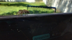 Phidippus arizonensis