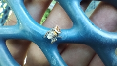 Phidippus arizonensis