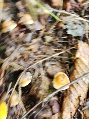 Inocybe sindonia