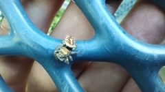 Phidippus arizonensis