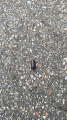 Armadillidium vulgare