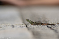Podarcis ionicus