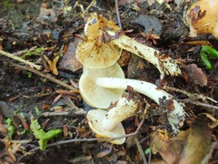 Inocybe sindonia