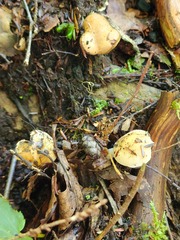 Inocybe sindonia