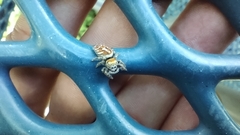 Phidippus arizonensis