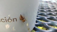 Phidippus arizonensis