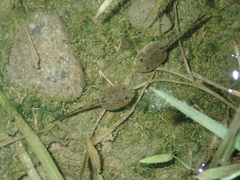 Fejervarya limnocharis