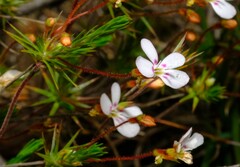 Stylidium flagellum