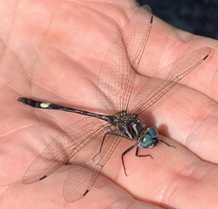 Brechmorhoga praecox