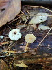 Lepiota felina