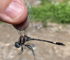 Brechmorhoga praecox