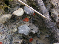 Scutellinia