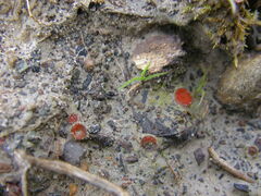 Scutellinia