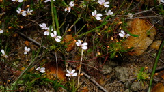 Stylidium flagellum