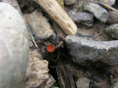 Scutellinia