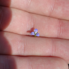 Wahlenbergia gracilis